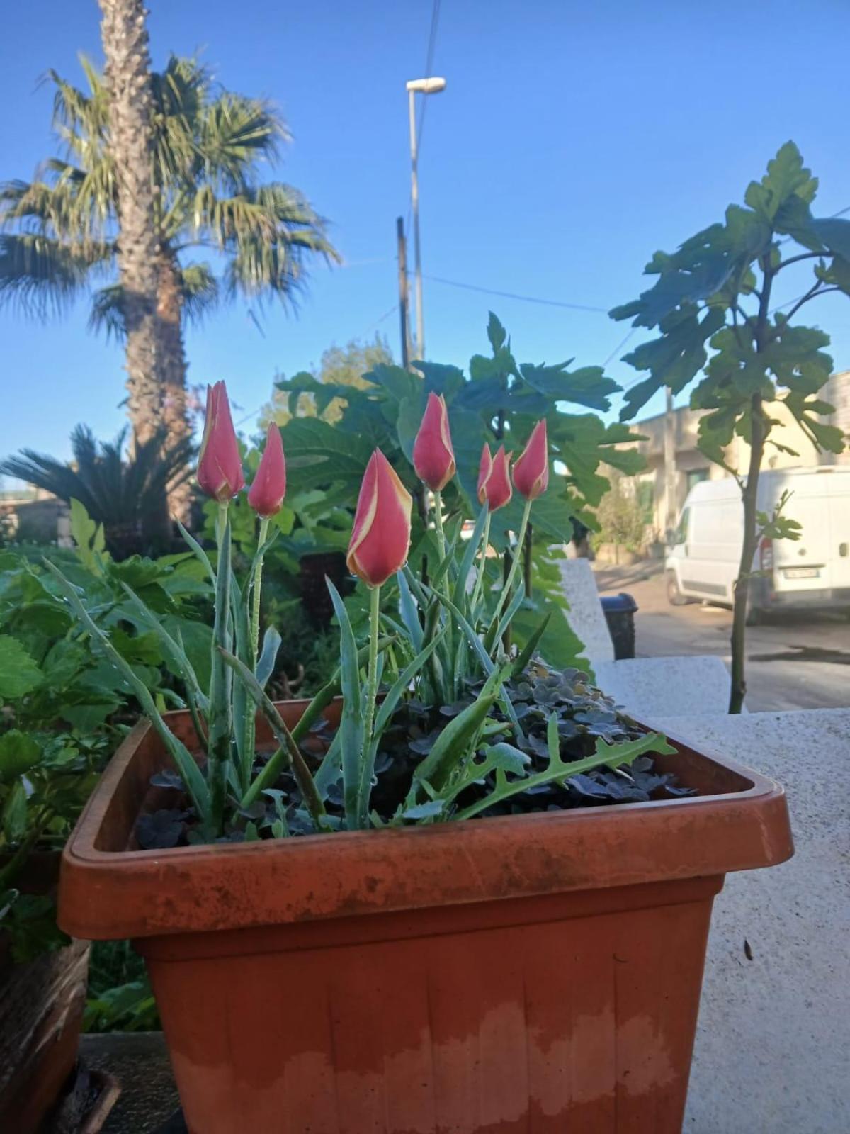 Trullo Contrada Stracca Guest House อัลลิสเต ภายนอก รูปภาพ